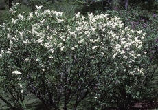 Gertrude_Leslie_RBG_CH