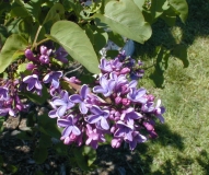 Gigantea_2003_HP_MM__DM_1