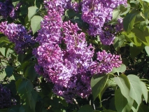 Gigantea_2003_HP_MM__DM_3