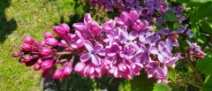 Gigantea_20210511_HP_MLD