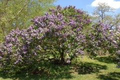 Gigantea_ZB_1