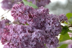 Gigantea_ZB_2