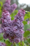 Gigantea_ZB_3