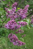 Gilbert_MSU_BG_TP_2