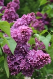 Gilbert_TRD_TP_6