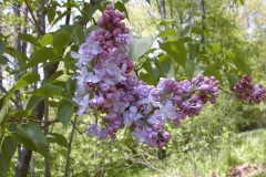 Gismonda