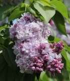 Gismonda_2014_BLBG_TP_1