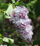Gismonda_2014_BLBG_TP_10