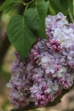 Gismonda_2014_BLBG_TP_11