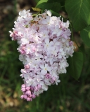 Gismonda_2014_BLBG_TP_2