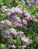 Gismonda_2014_BLBG_TP_3