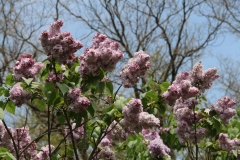 Gismonda_2014_BLBG_TP_4