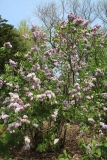 Gismonda_2014_BLBG_TP_5