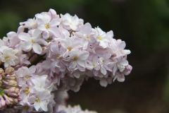 Gismonda_2014_BLBG_TP_6
