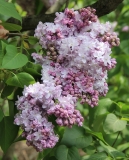 Gismonda_2014_BLBG_TP_7