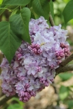 Gismonda_2014_BLBG_TP_8