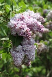 Gismonda_2014_BLBG_TP_9