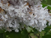 Gismonda_201906_HP_MLD