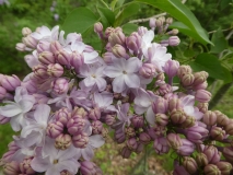 Gismonda_201906_RBG_MLD