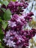 Gismonda_20210427_BLBG_MLD