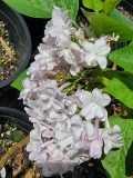 Gismonda_20220509_MLD_MLD