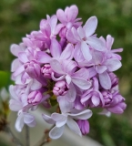 Gismonda_20230505_MLD_MLD