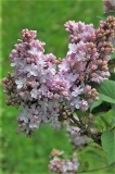 Gismonda_ZB_1