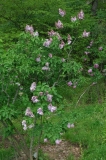 Gismonda_ZB_2