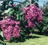Glory_1992_cover_LILACS