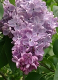 Glory_200105_HP_BB
