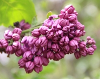 Glory_2013_BLBG_TP_1