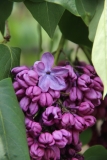 Glory_2013_BLBG_TP_2