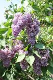 Glory_2013_BLBG_TP_3