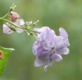 Glory_201906_HA_MLD