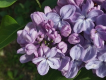 Glory_20200526_HA_MLD_4
