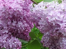 Glory_2021_EB