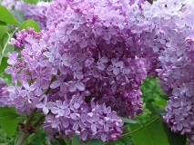 Glory_2021_EB_2