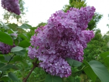Glory_2021_EB_5
