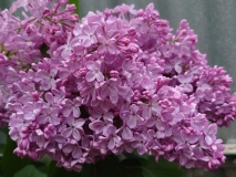 Glory_2021_EB_8