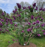 Glory_20220528_KA_MLD