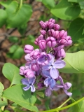 Glory_20220528_KA_MLD_3