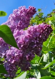 Glory_20230526_Hueg_MLD_1