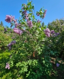 Glory_20230526_Hueg_MLD_2