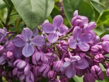 Glory_BLBG_20240504_MLD_2