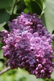 Glory_Main_BG_TP_2