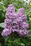 Glory_TP_1