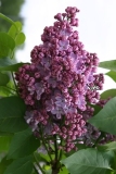 Glory_TP_2