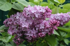 Glory_TRD_TP_5