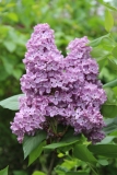 Glory_TRD_TP_7