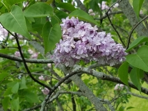 Godron_20170523_RBG_MLD_3